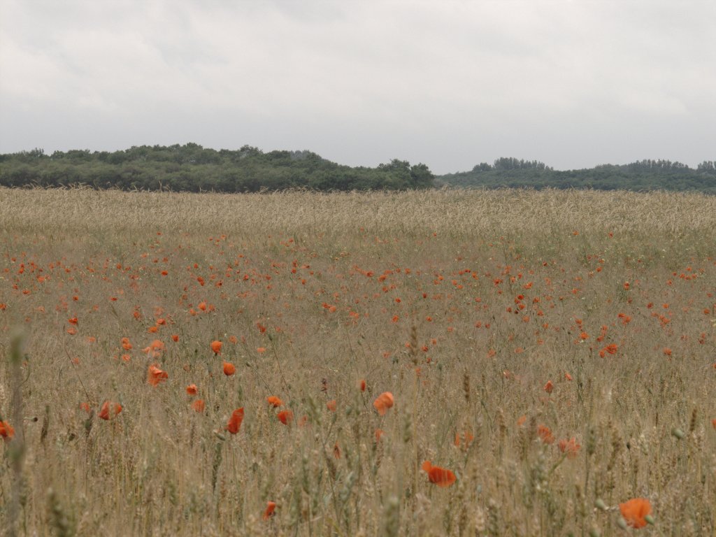 Puszta bei Bugac