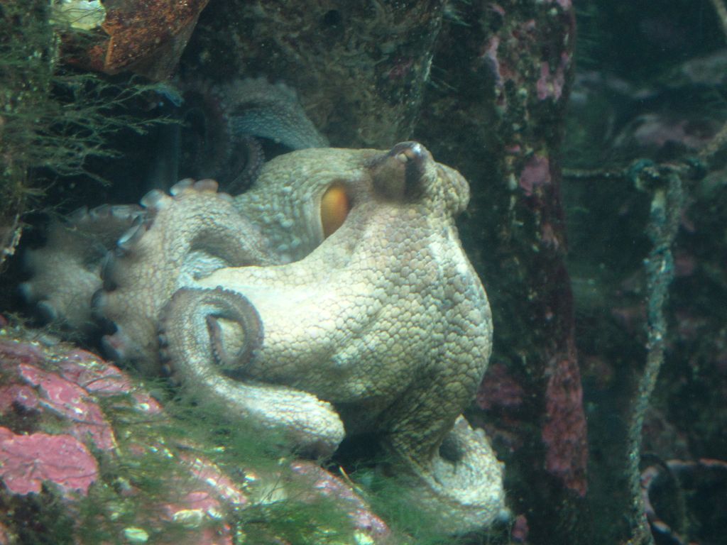 Das lebende Tier (im Aquarium Finisterrae)