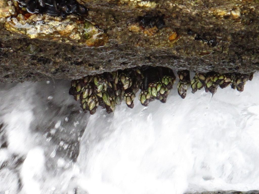 Galicische Spezialität: Entenmuscheln