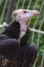 Ein Geier im Zoo mal aus der Nähe, statt hoch über der Stadt kreisend. Die Federn unten links gehören so.