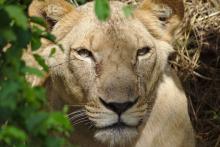 Löwen soll es in Mali noch geben, nicht nur im Zoo.