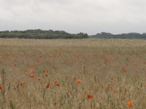 Puszta bei Bugac